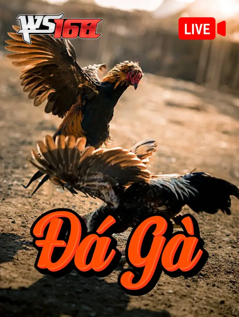 TX88 Đá Gà Livestream